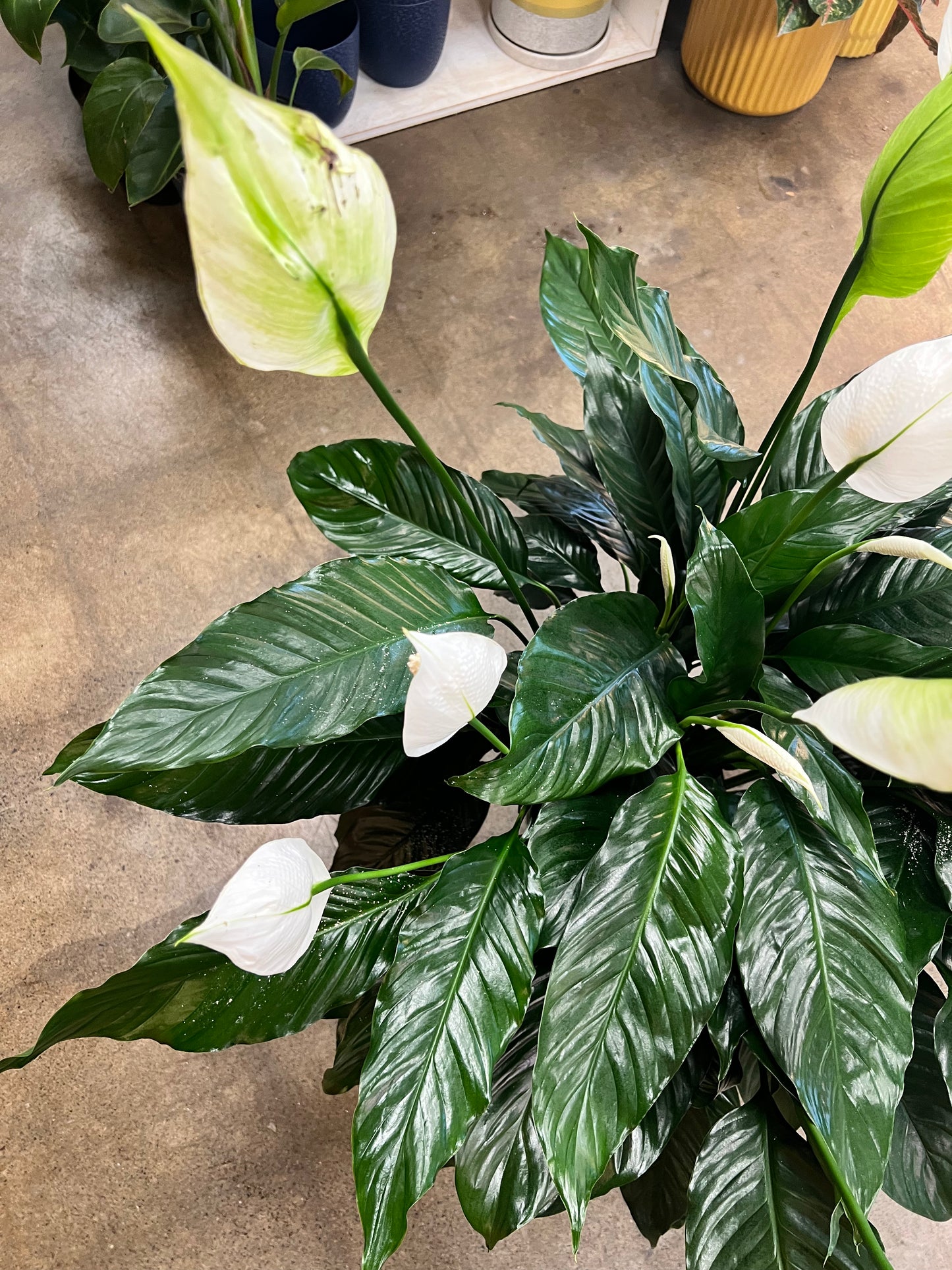 Spathiphyllum (Lis de paix)