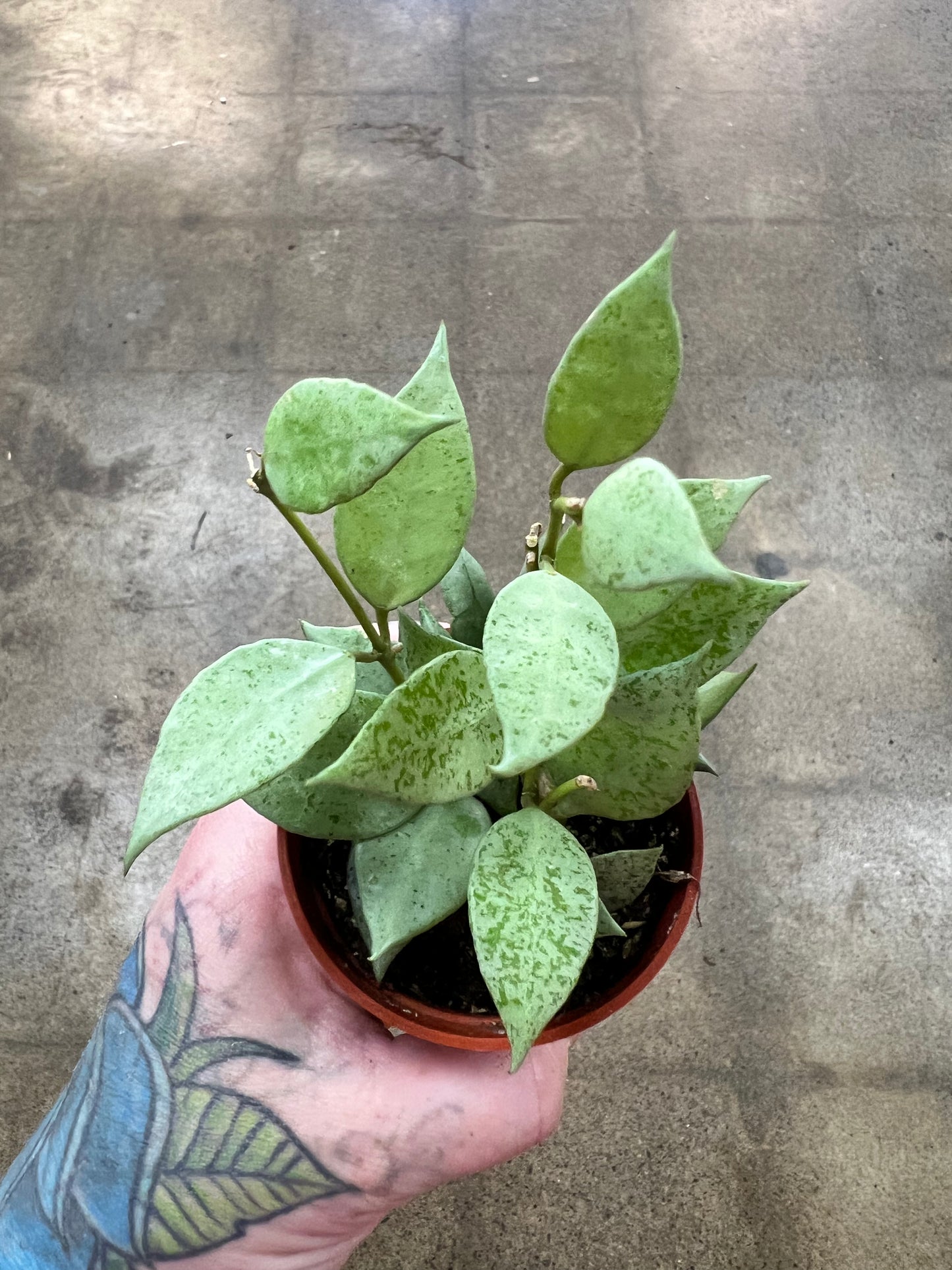 Hoya Krohniana Silver