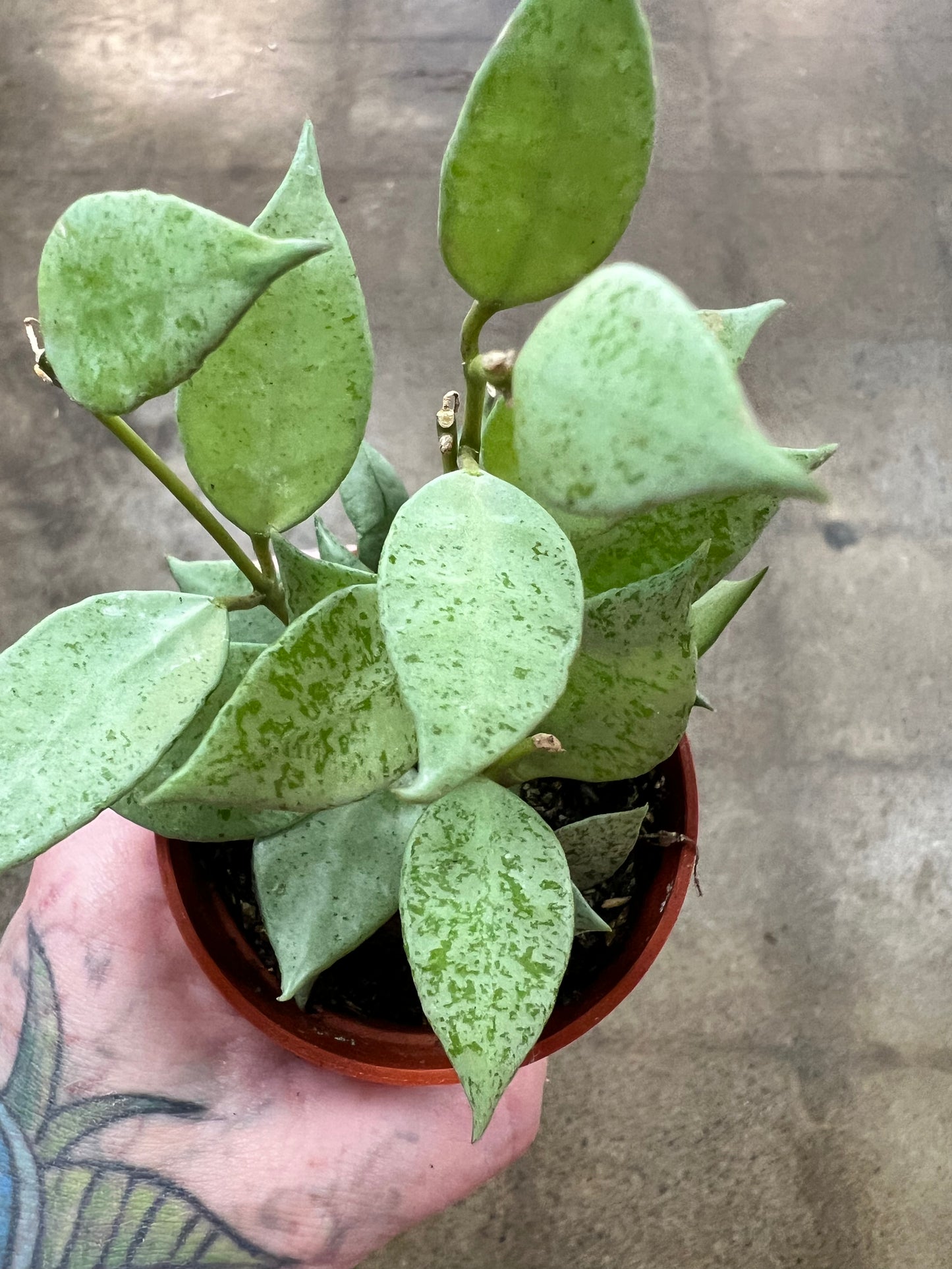 Hoya Krohniana Silver