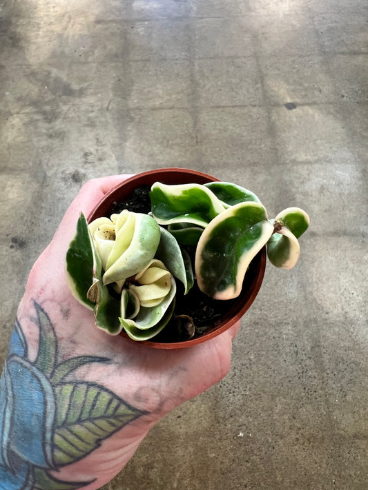 Hoya Compacta Variegated
