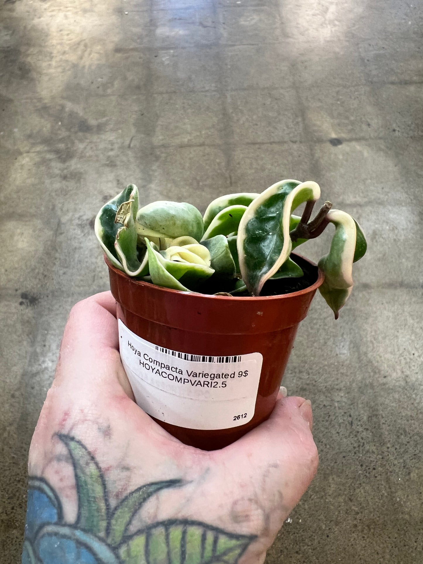 Hoya Compacta Variegated