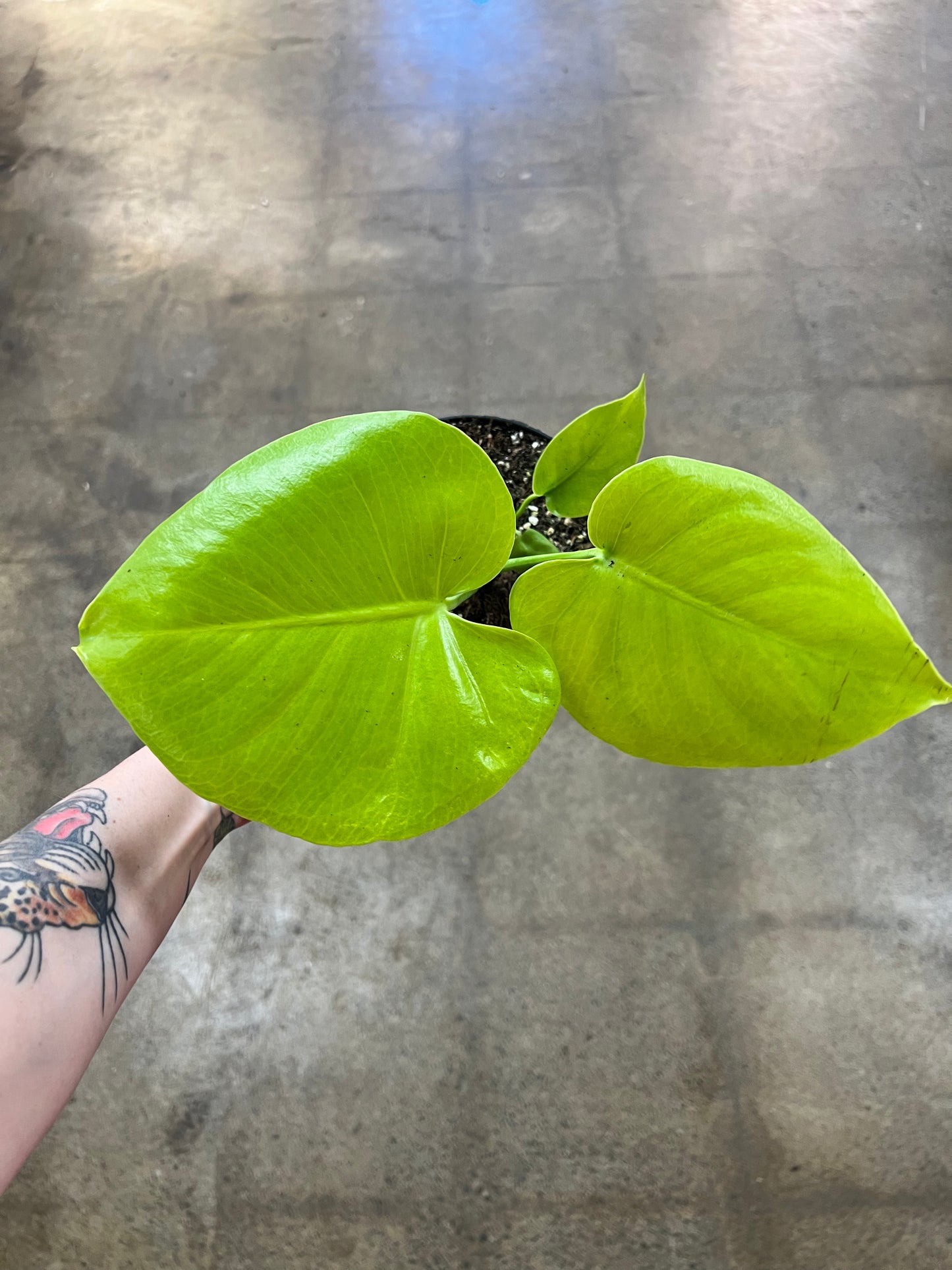 Monstera Super Golden