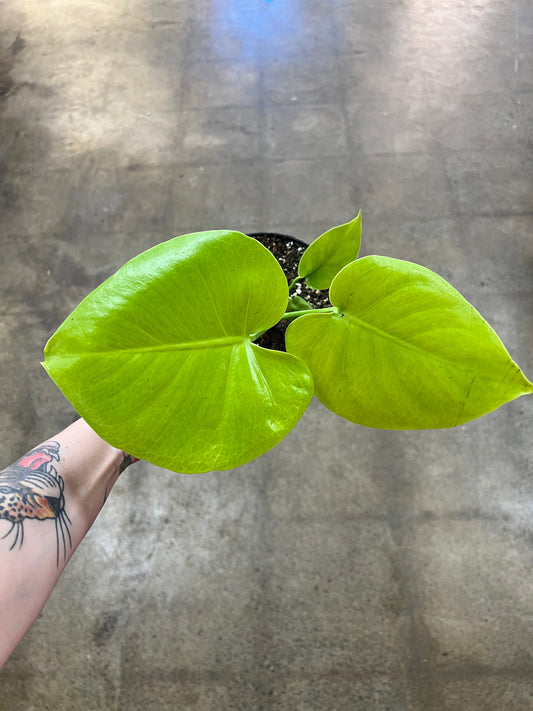 Monstera Super Golden