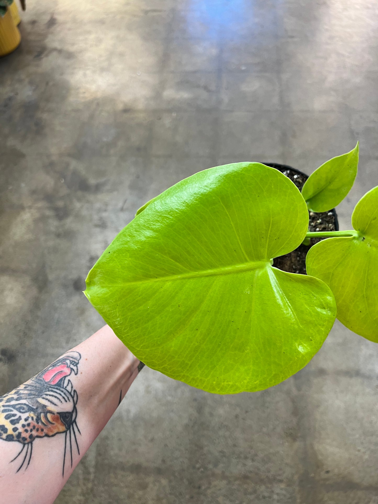 Monstera Super Golden