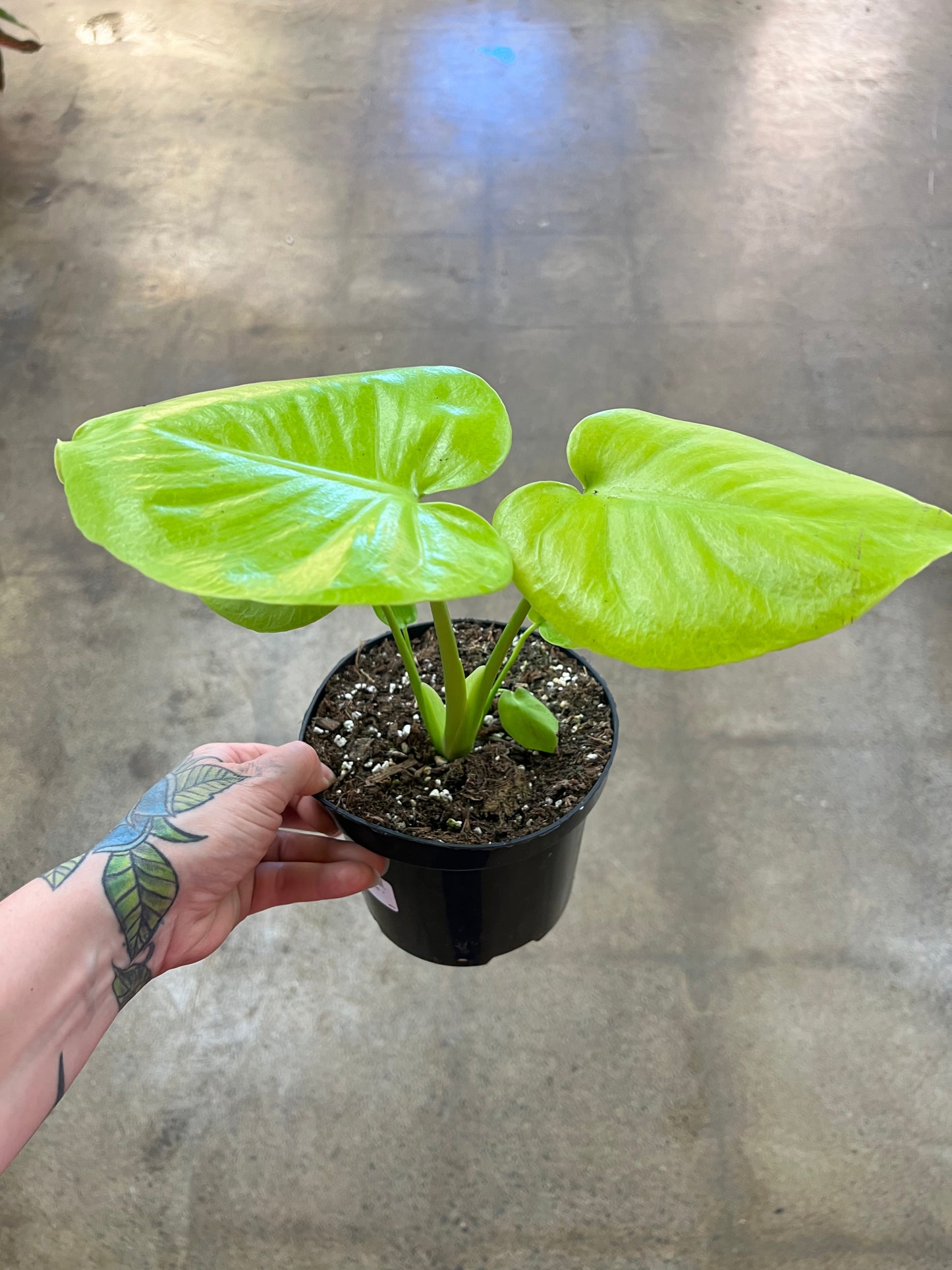 Monstera Super Golden