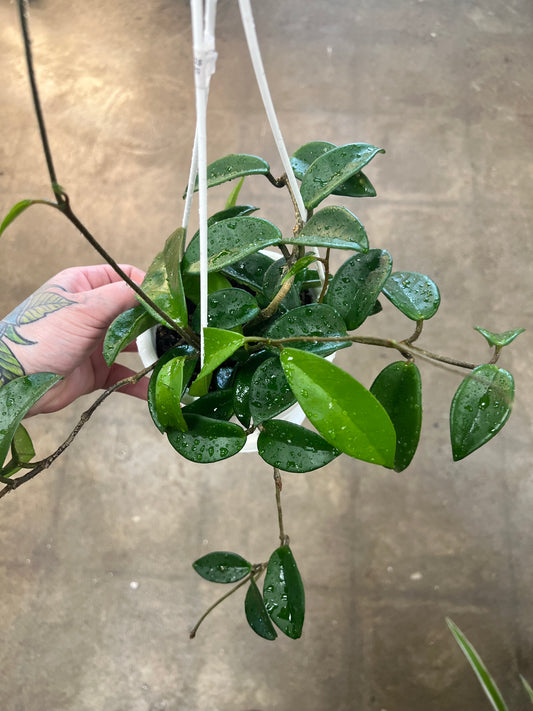 Hoya Carnosa