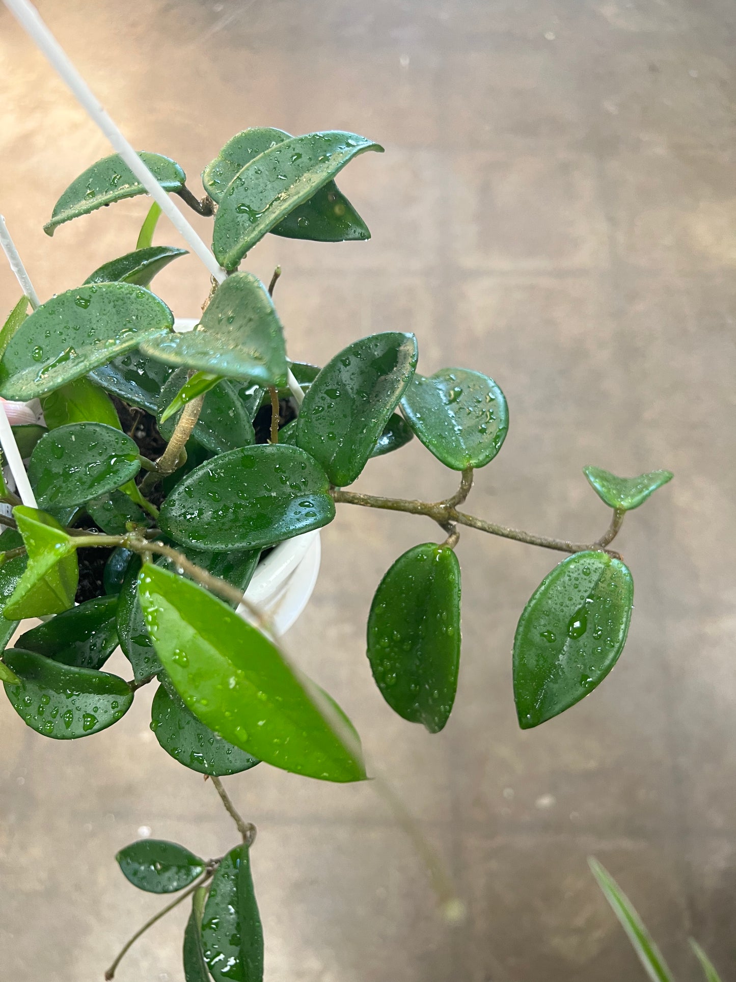 Hoya Carnosa