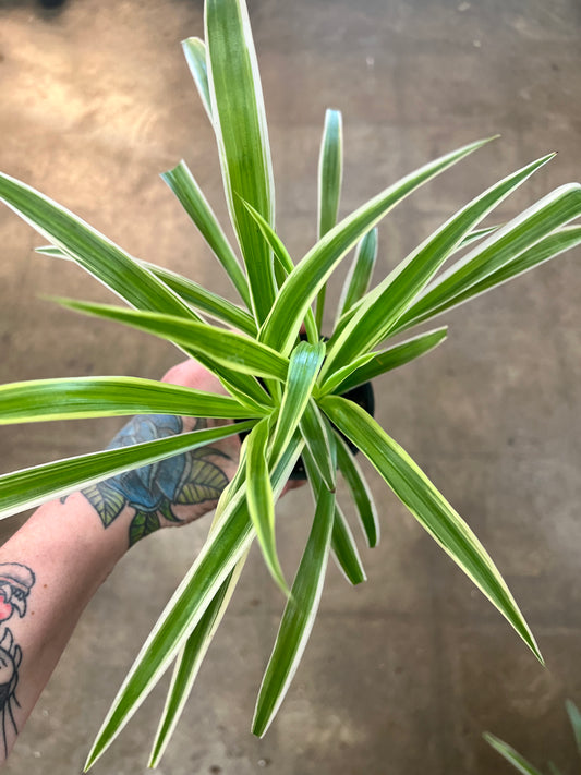 Chlorophytum Comosum Variegatum