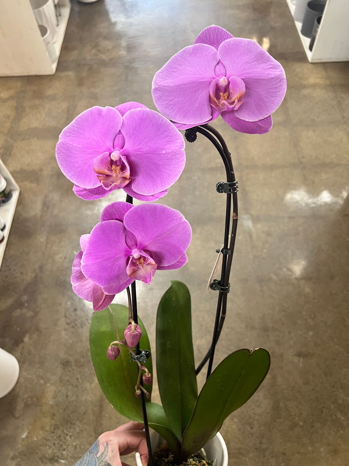 Orchidée Cascade avec cache pot