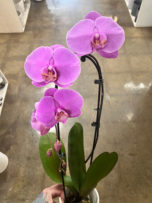 Orchidée Cascade avec cache pot