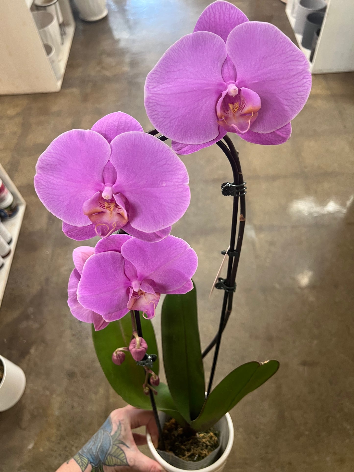 Orchidée Cascade avec cache pot