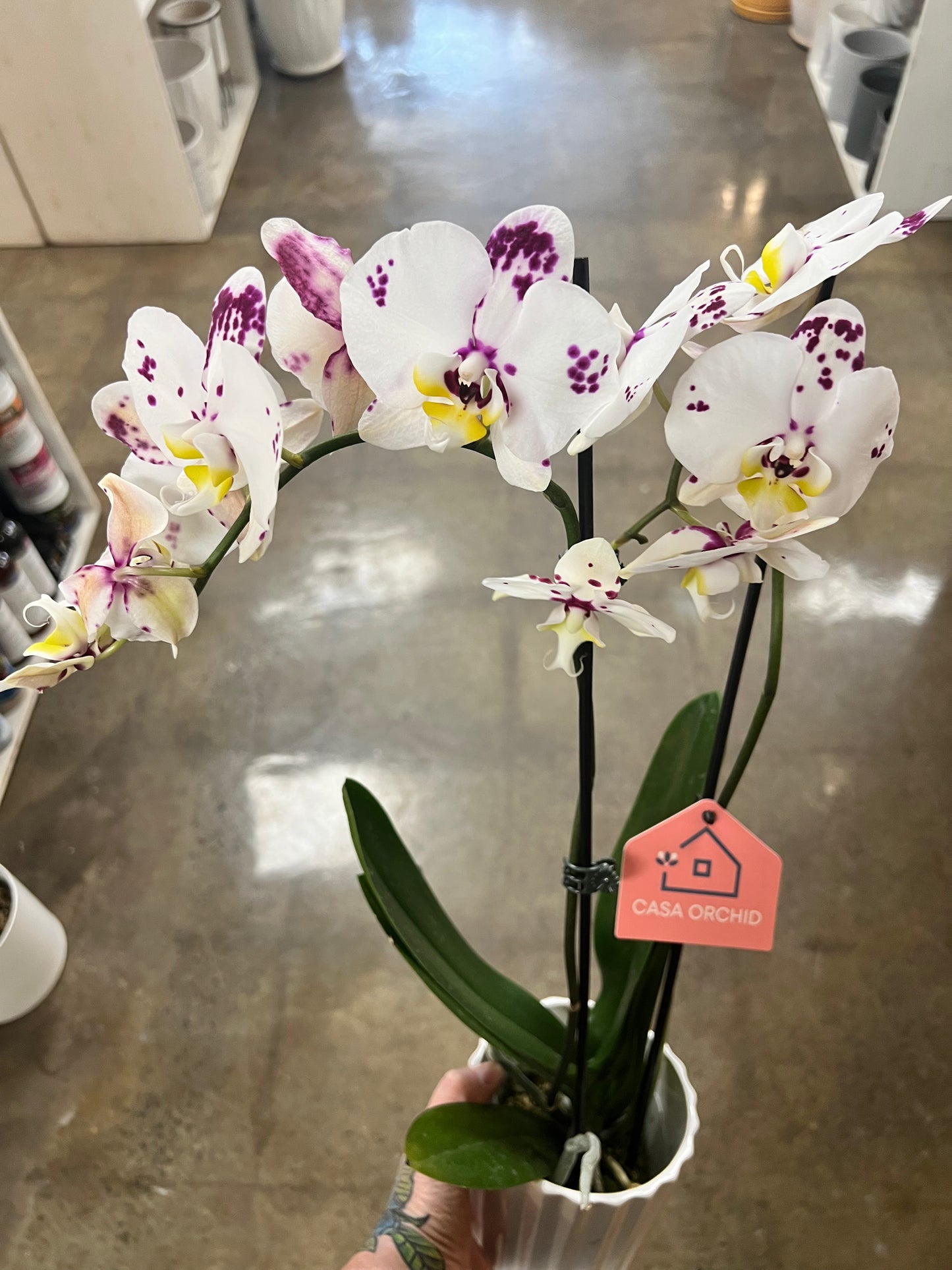 Orchidée Phalaenopsis — 2 tiges