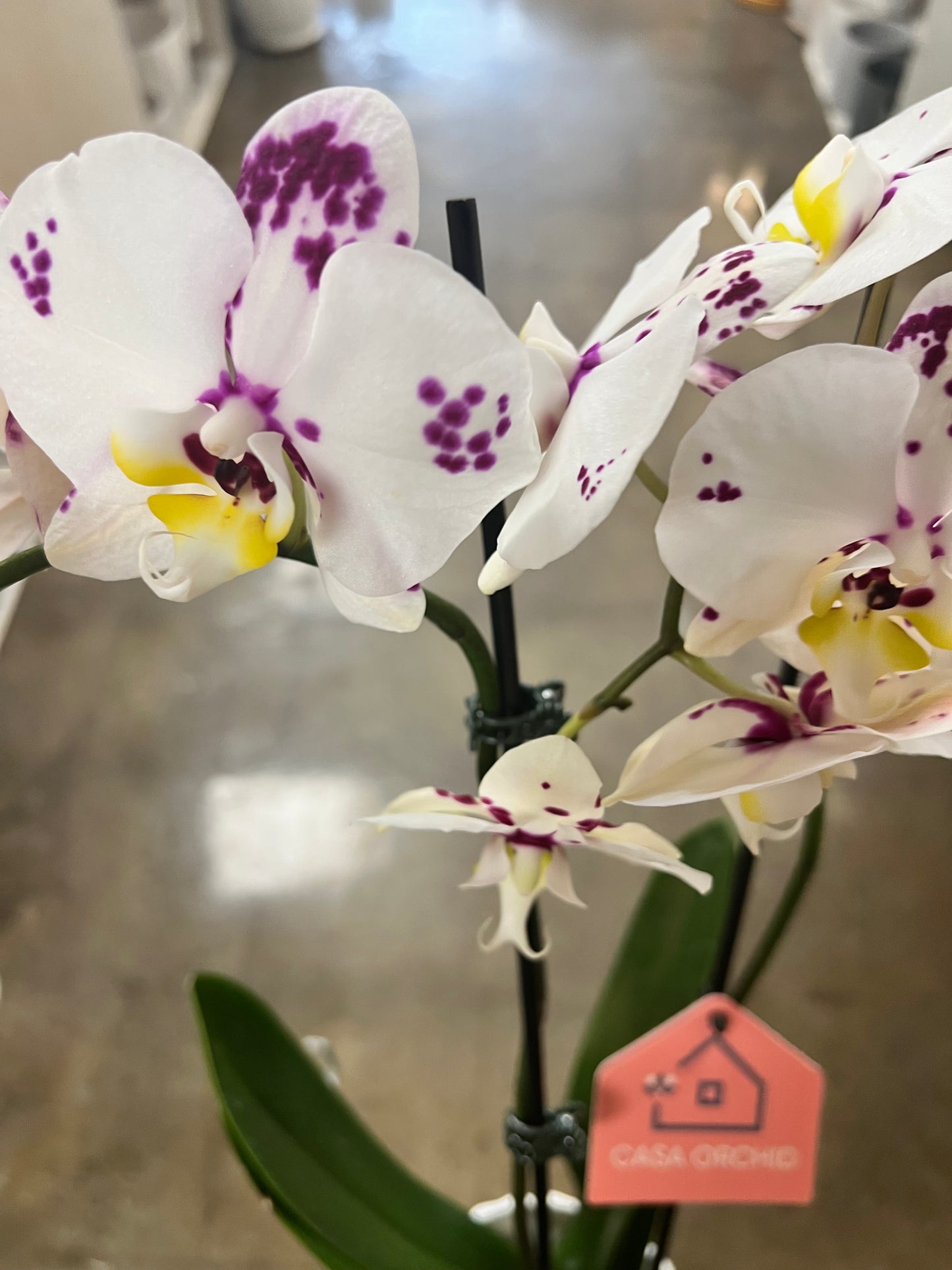Orchidée Phalaenopsis — 2 tiges