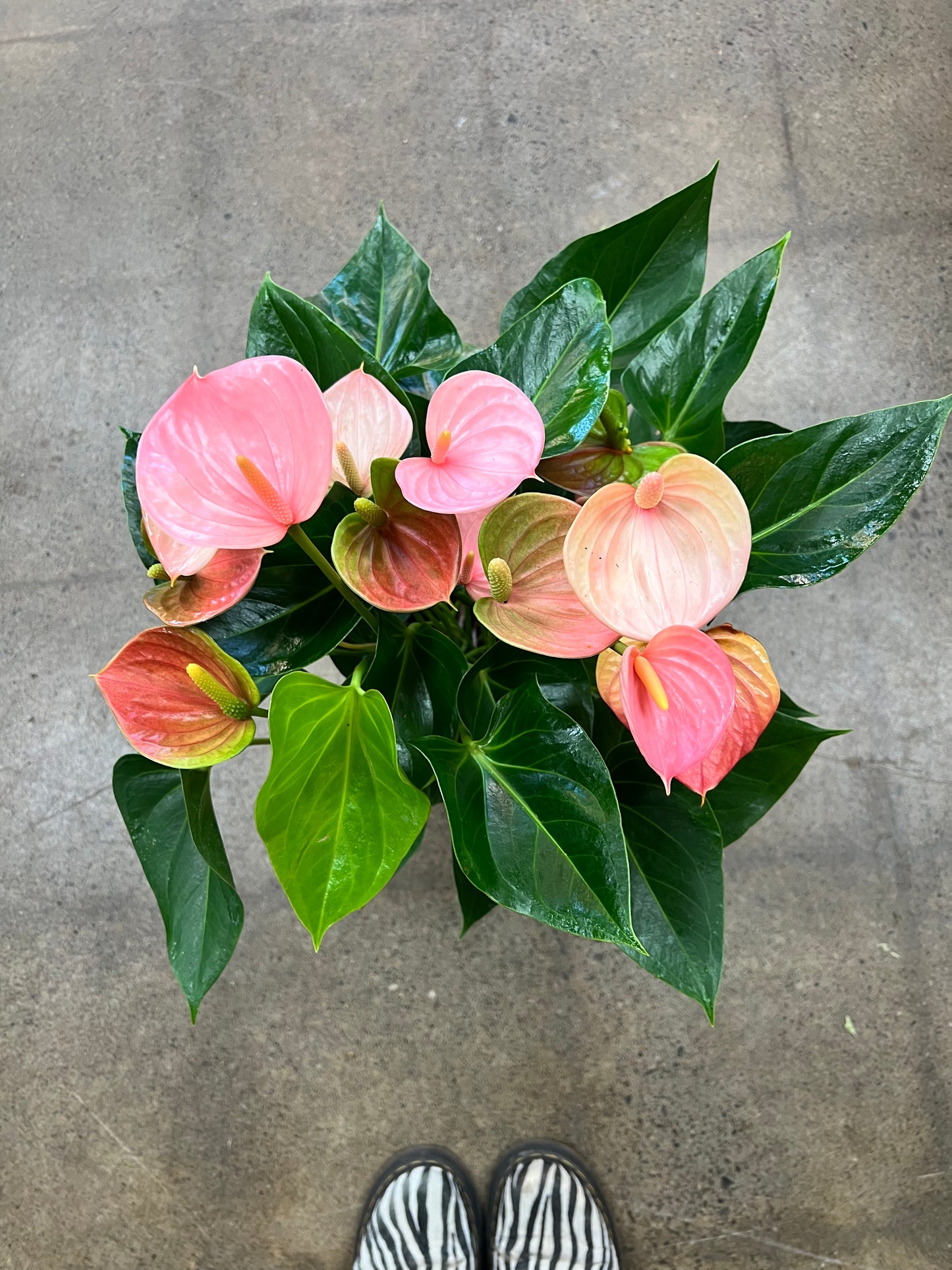 Anthurium Bubblegum Rose