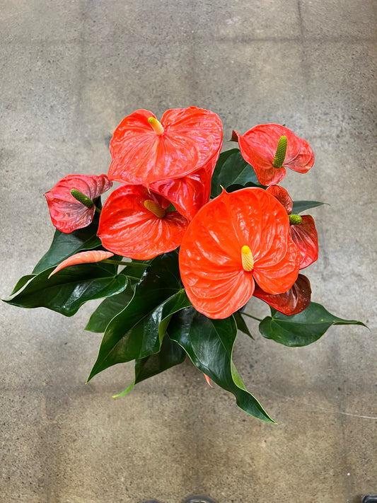 Anthurium Orange