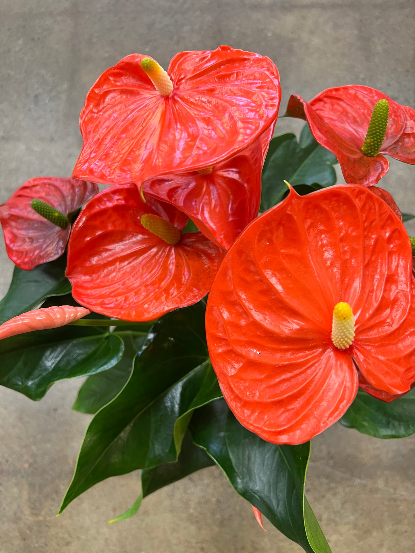 Anthurium Orange