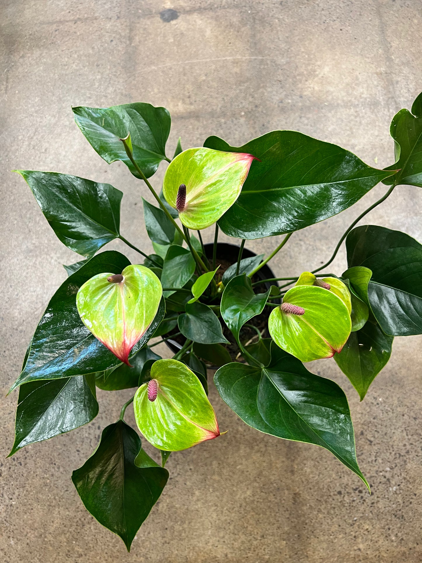 Anthurium Jaguar Vert