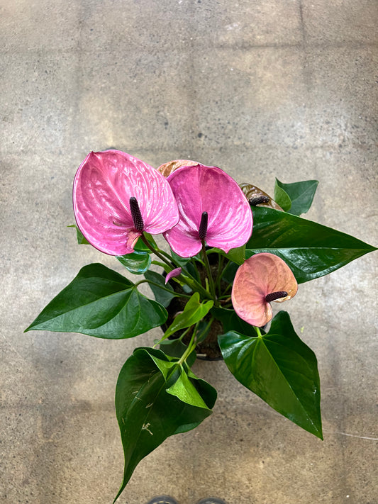 Anthurium Violet