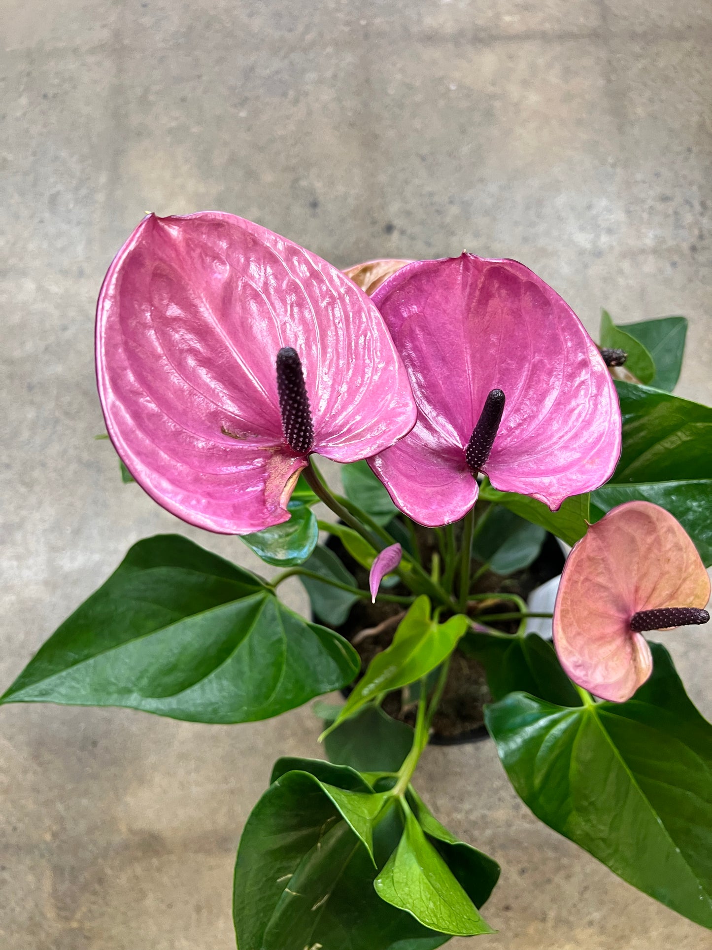 Anthurium Violet