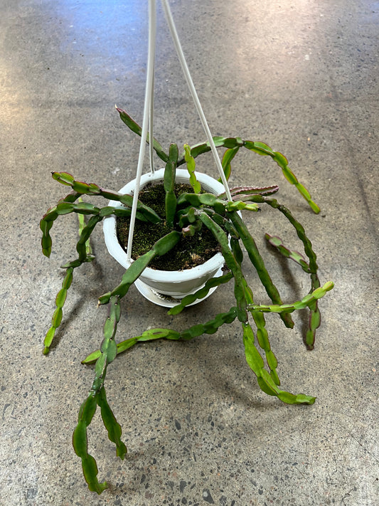 Rhipsalis Sulcata