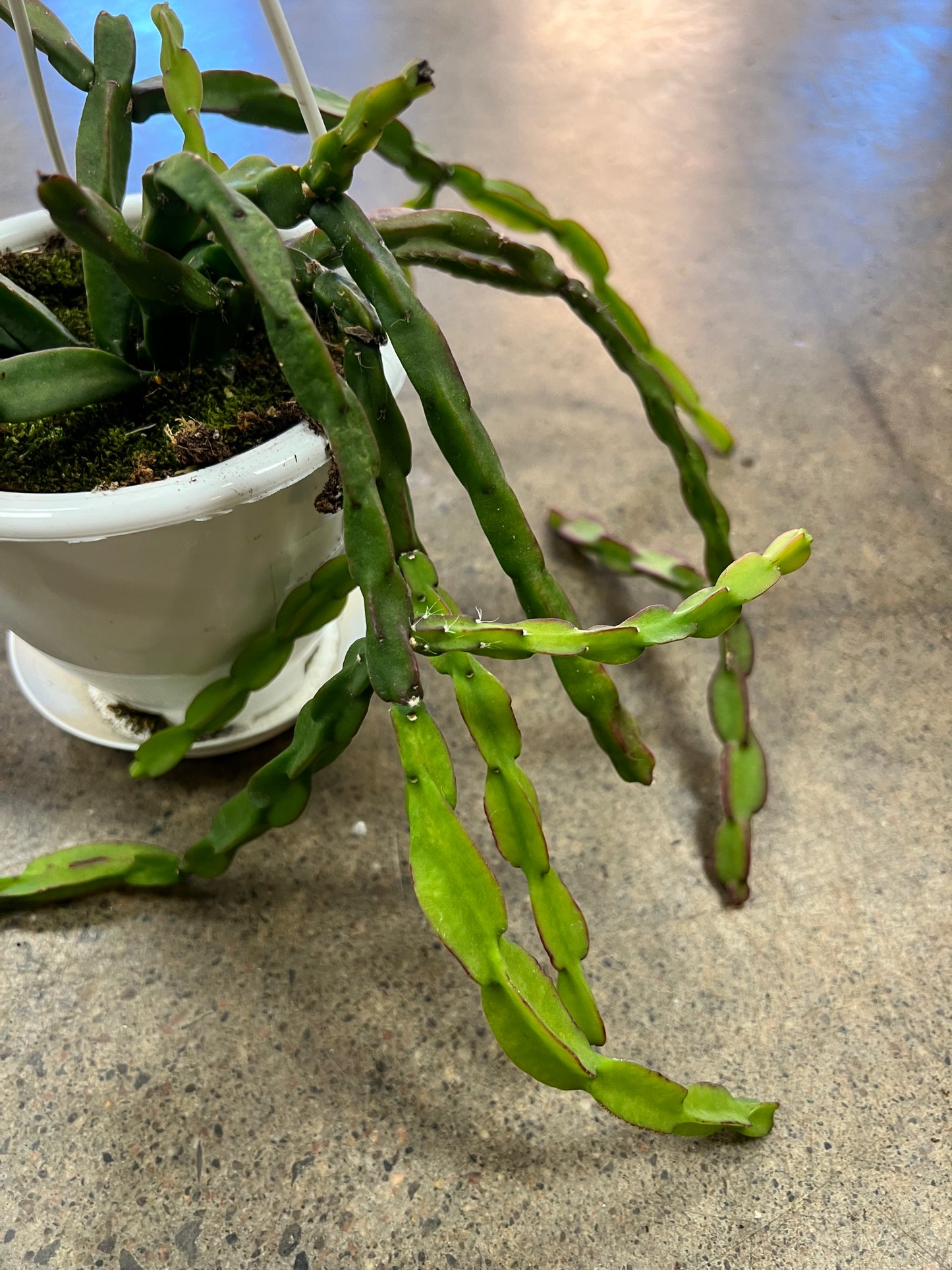 Rhipsalis Sulcata