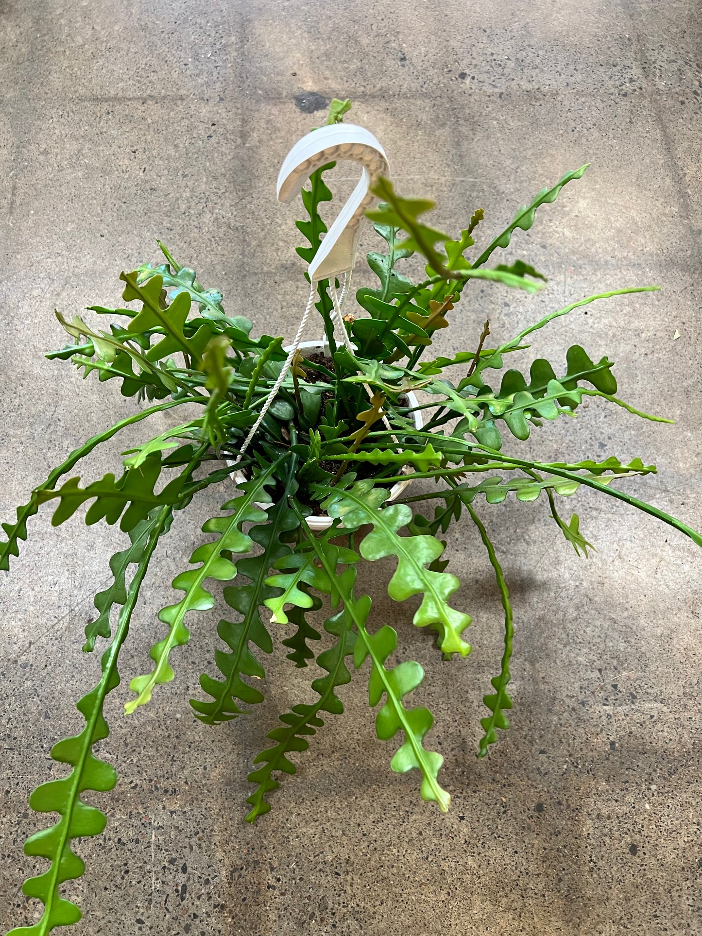 Cactus Zig Zag (Epiphyllum Anguliger)