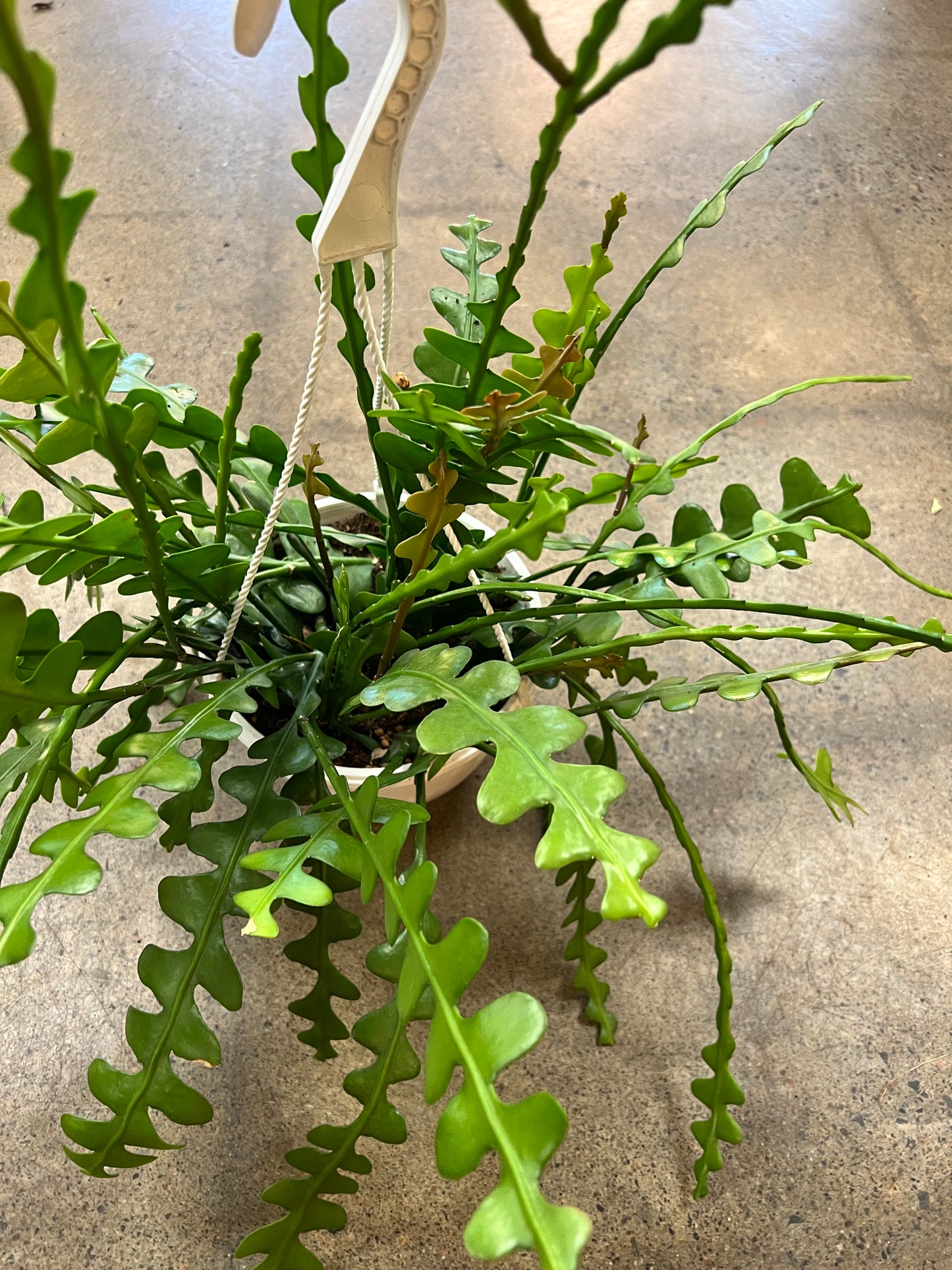 Cactus Zig Zag (Epiphyllum Anguliger)