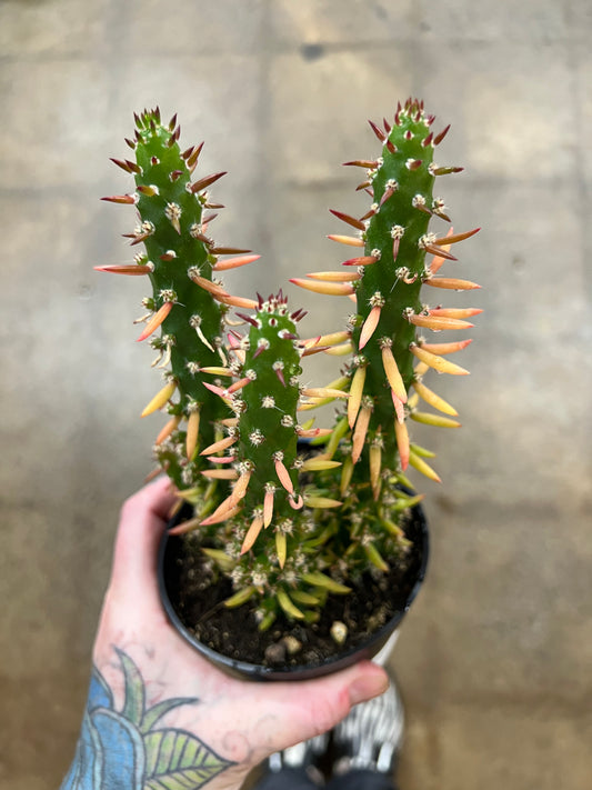 Opuntia Subulata