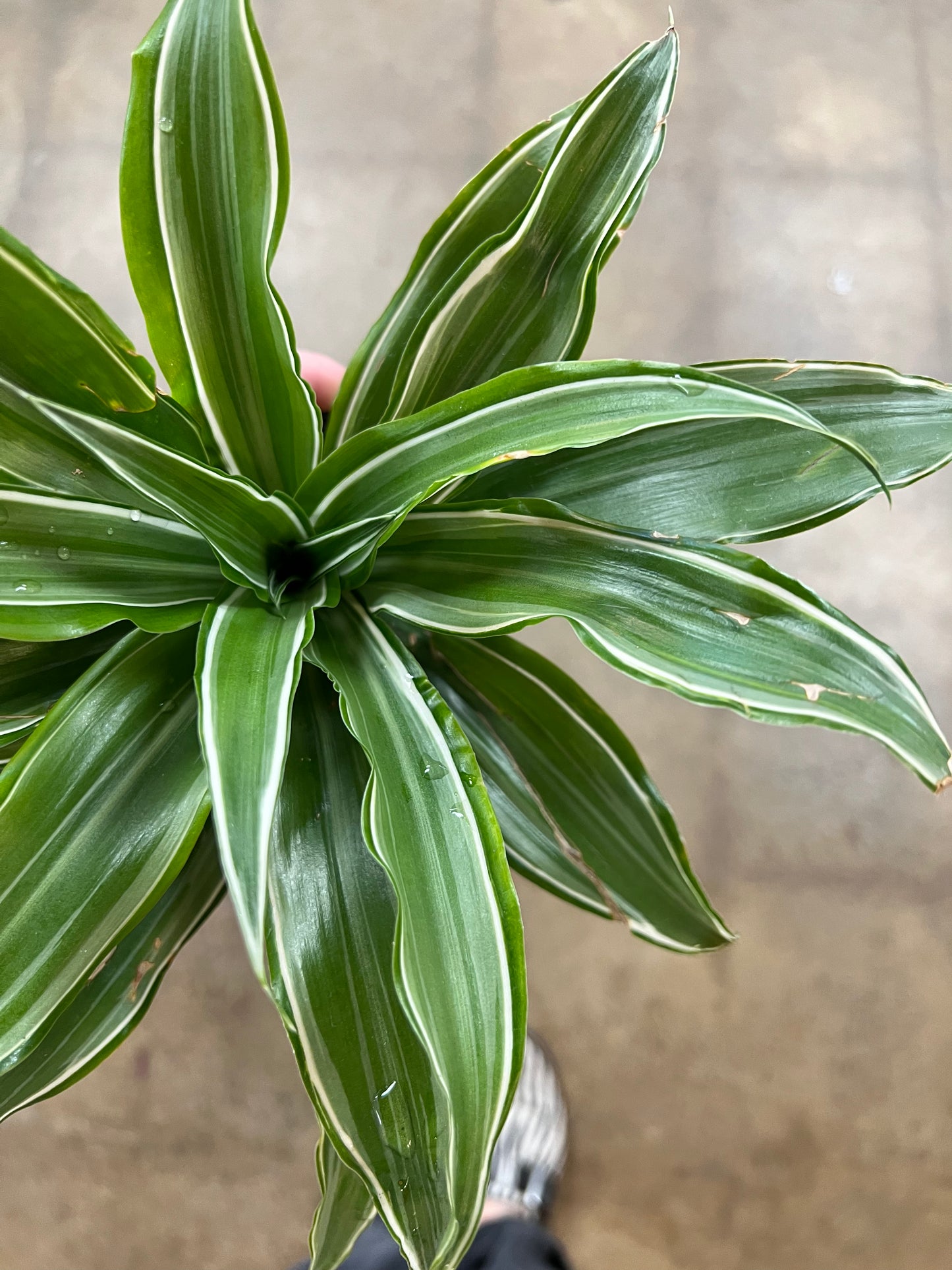 Dracaena Warneckii