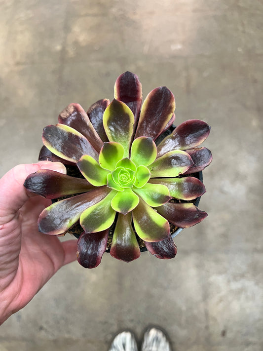 Aeonium Zwarrkop