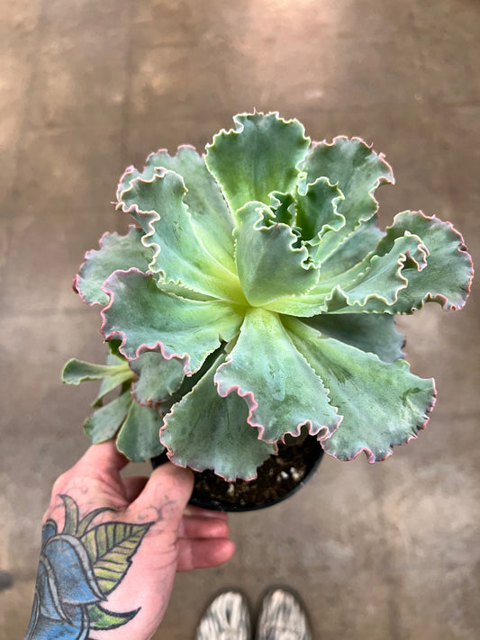 Echeveria Neon Breakers