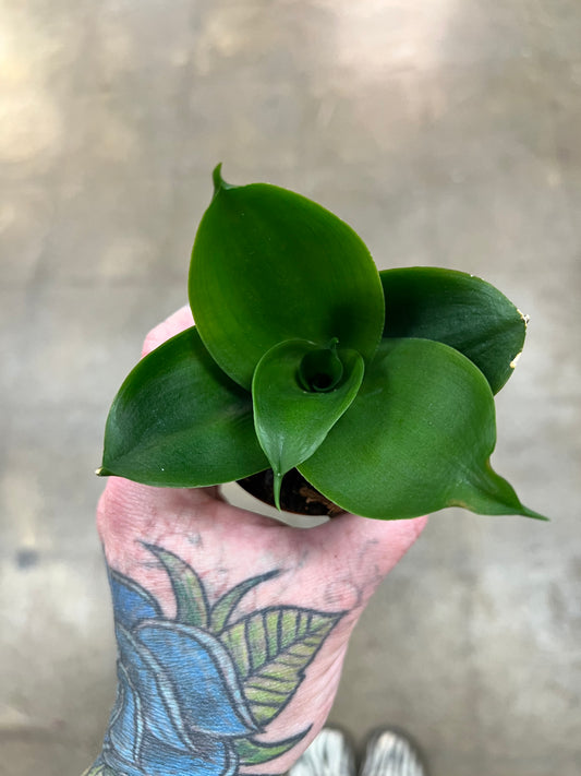 Sansevière Black Jade Hahnii