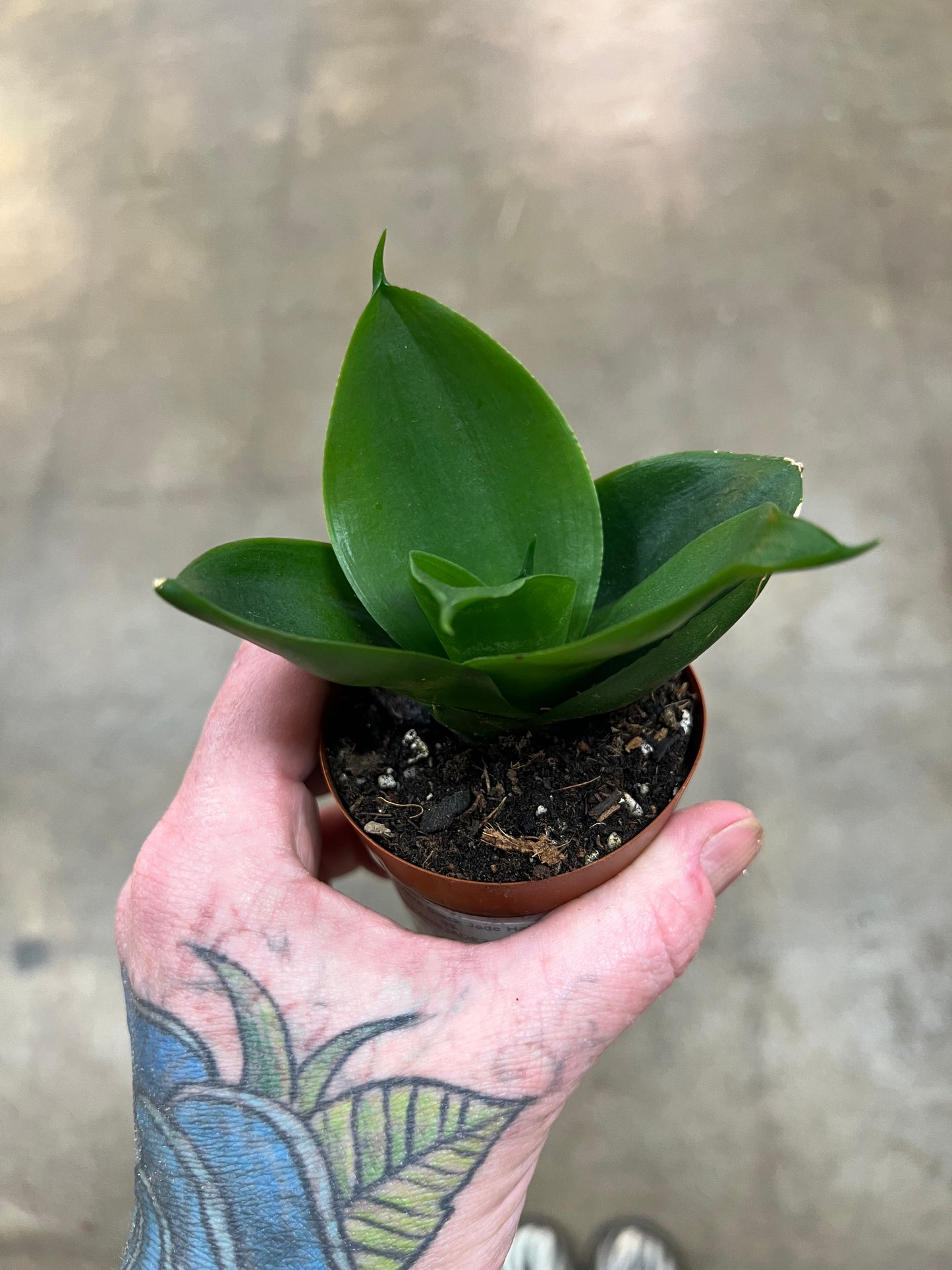 Sansevière Black Jade Hahnii