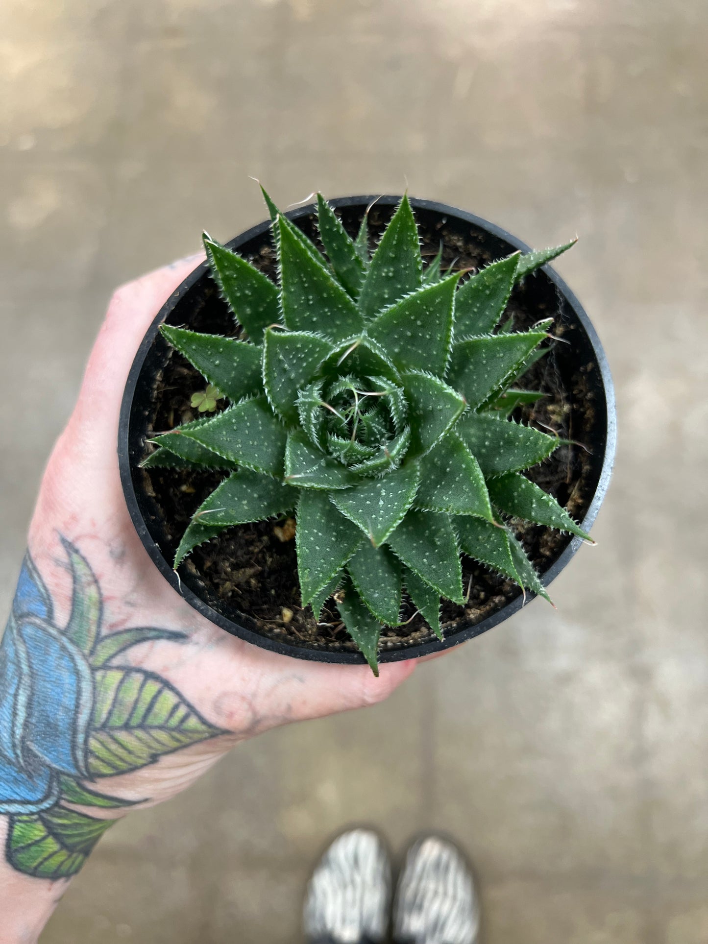 Aloe Aristata Zambezi
