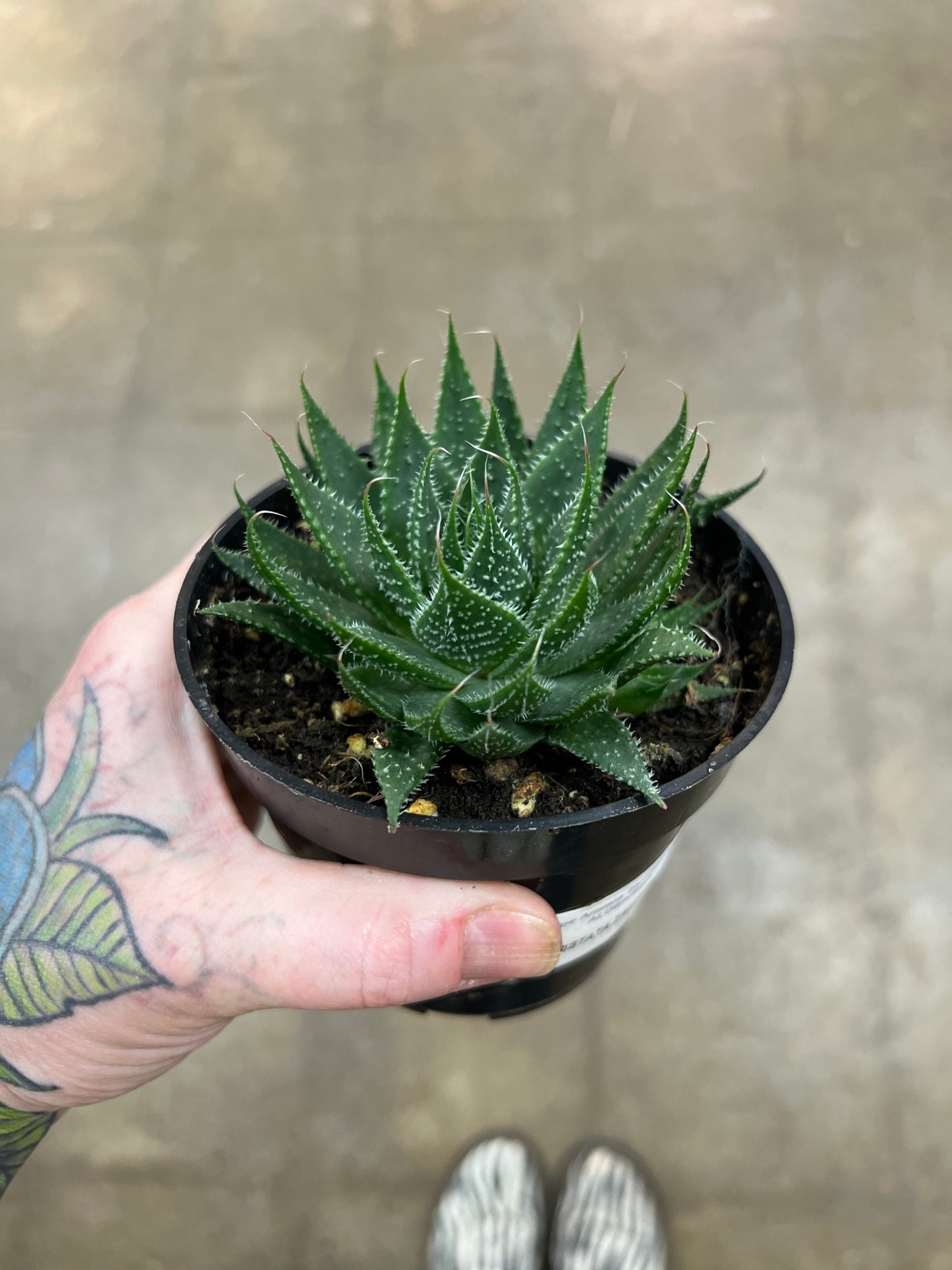 Aloe Aristata Zambezi