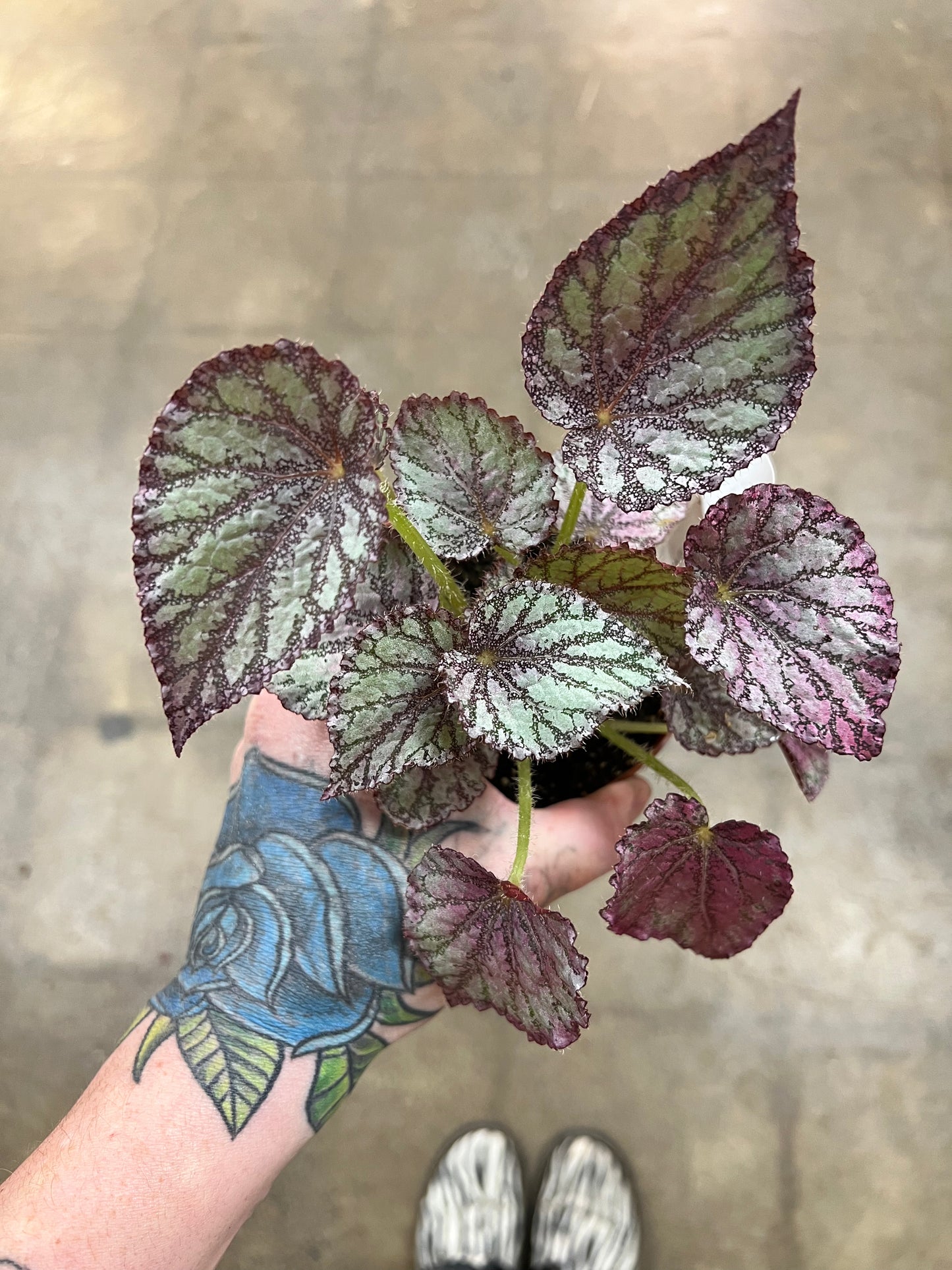 Bégonia Harmony’s Peace