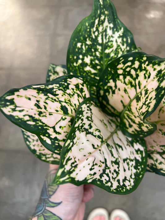 Aglaonema Pink Eileen