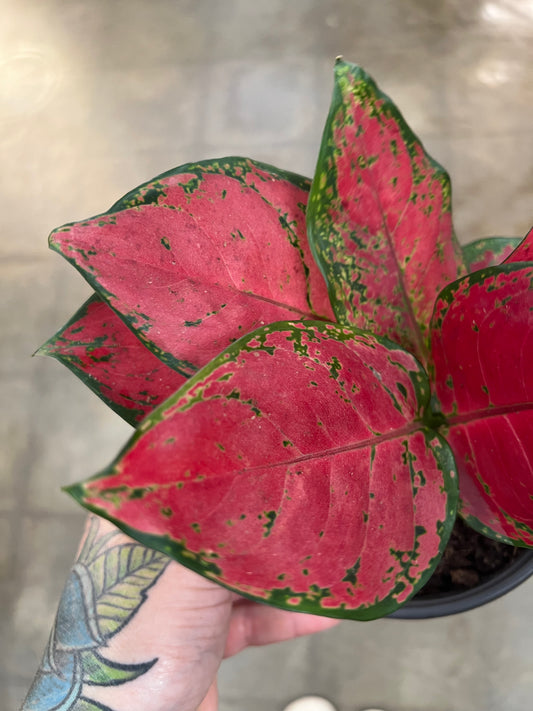 Aglaonema Beauty