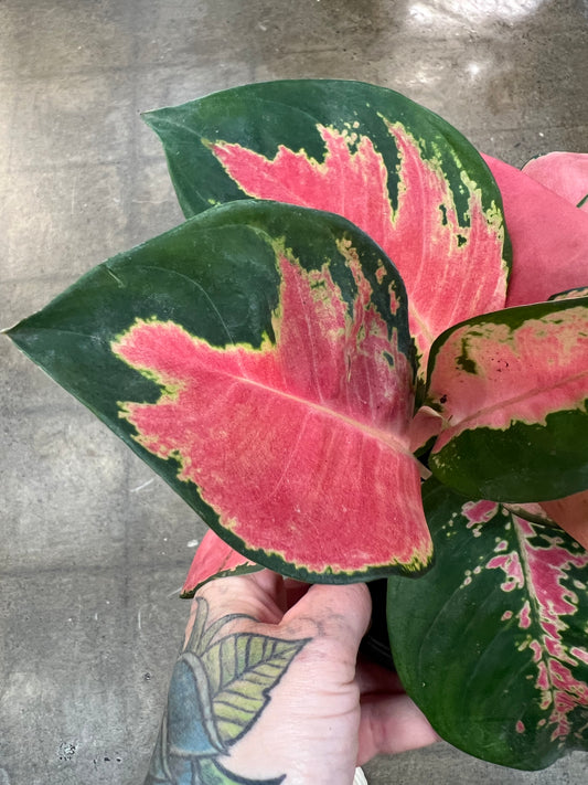 Aglaonema Spitfire