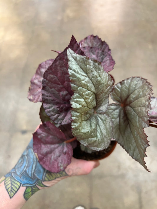Bégonia Harmony's Oteka