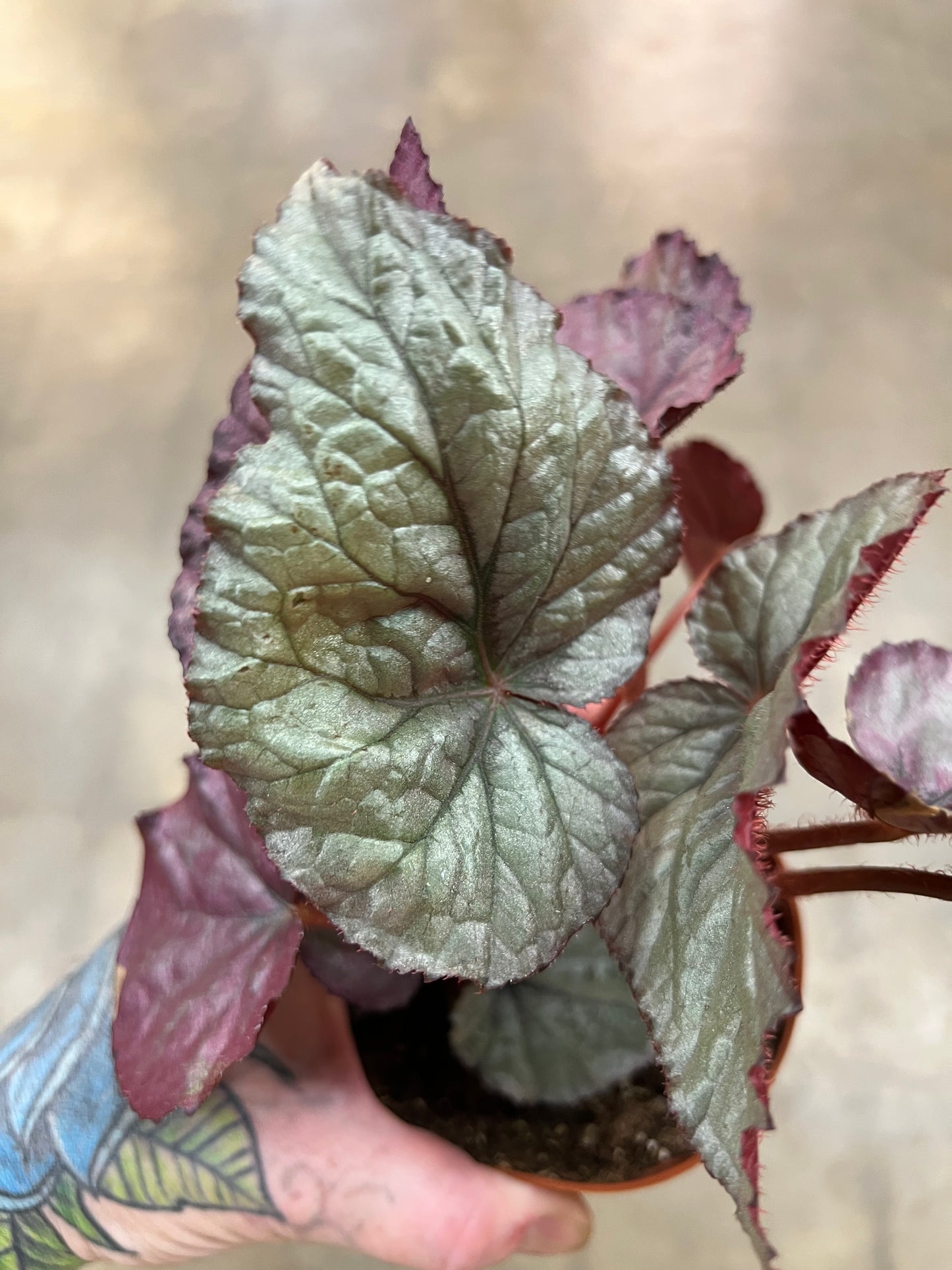 Bégonia Harmony's Oteka
