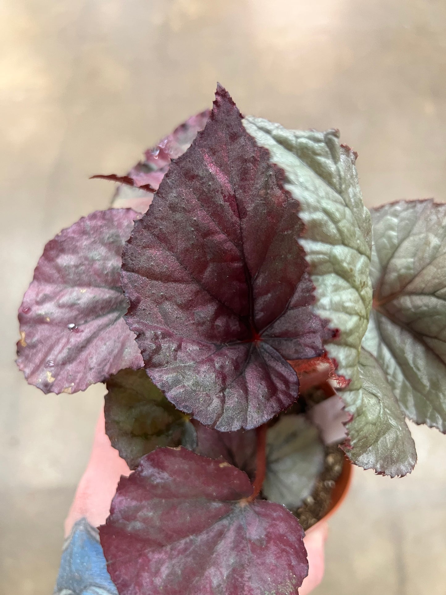 Bégonia Harmony's Oteka