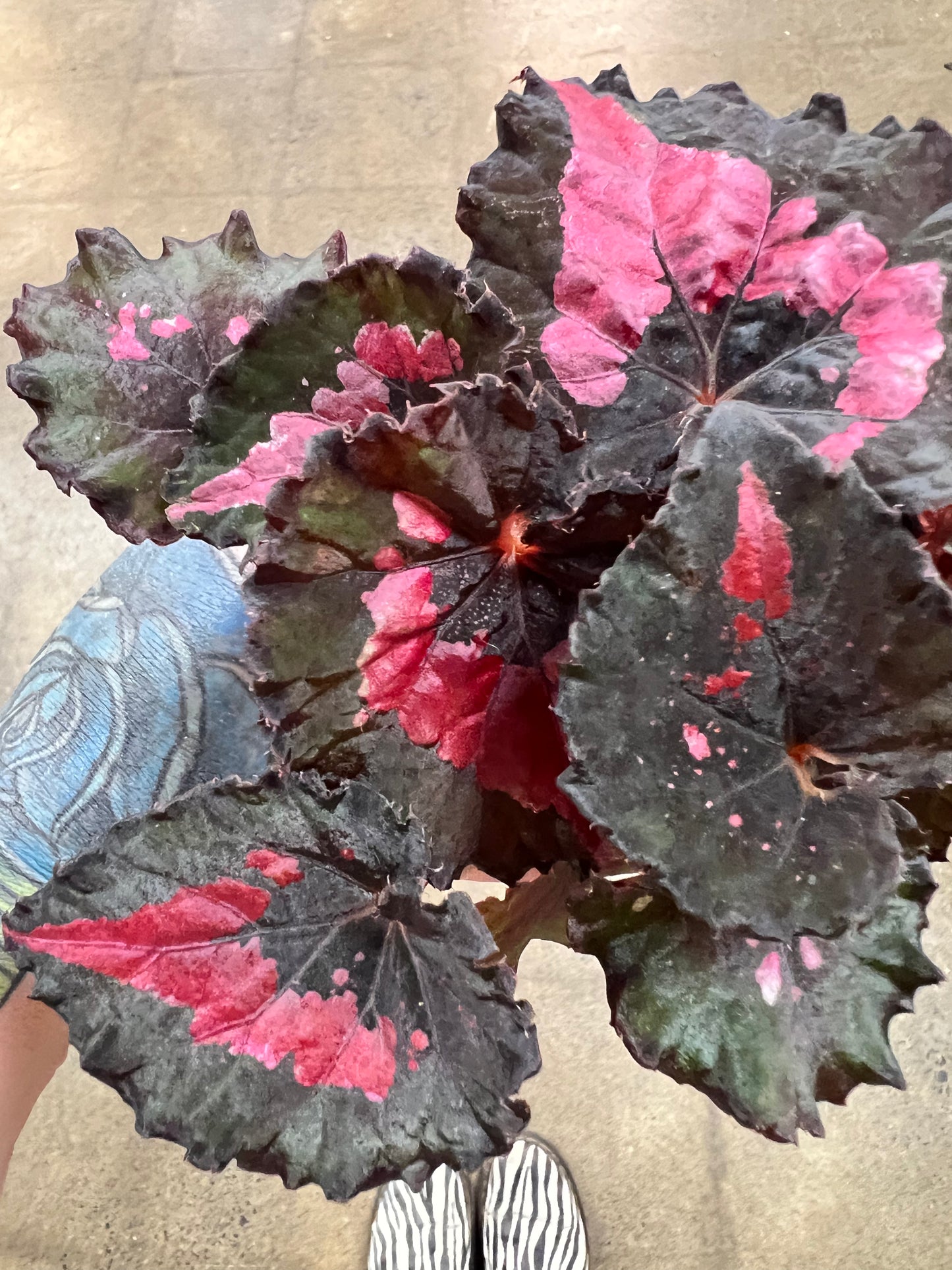 Bégonia Harmony’s Jingle Bells