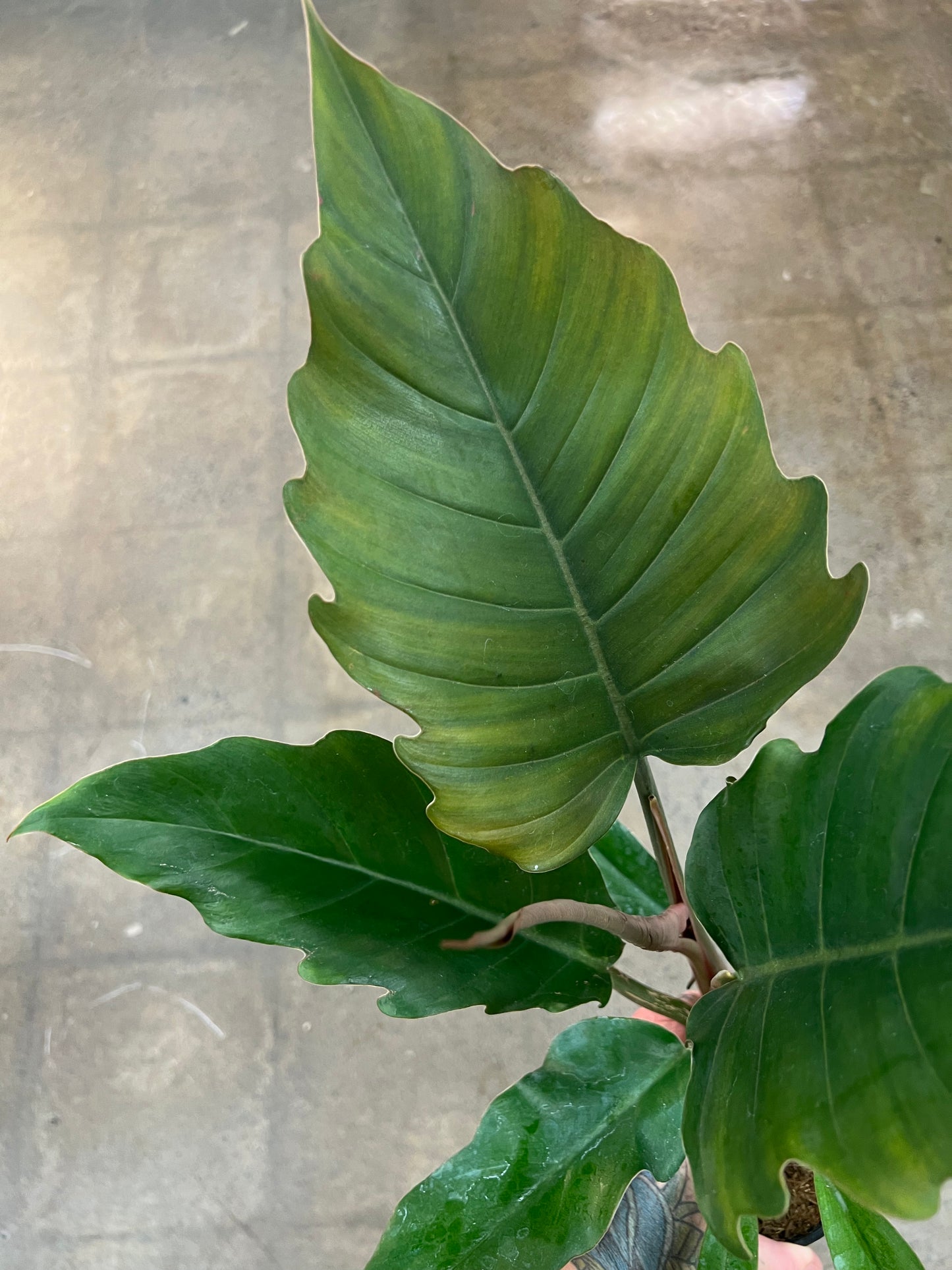 Philodendron Pluto