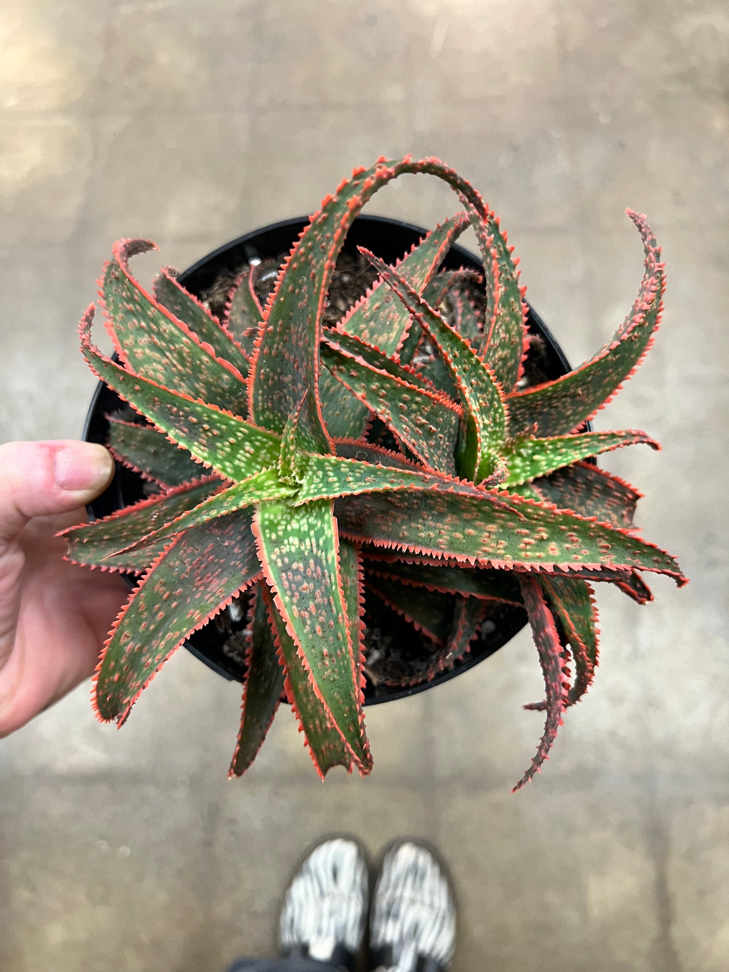 Aloe Red Edge