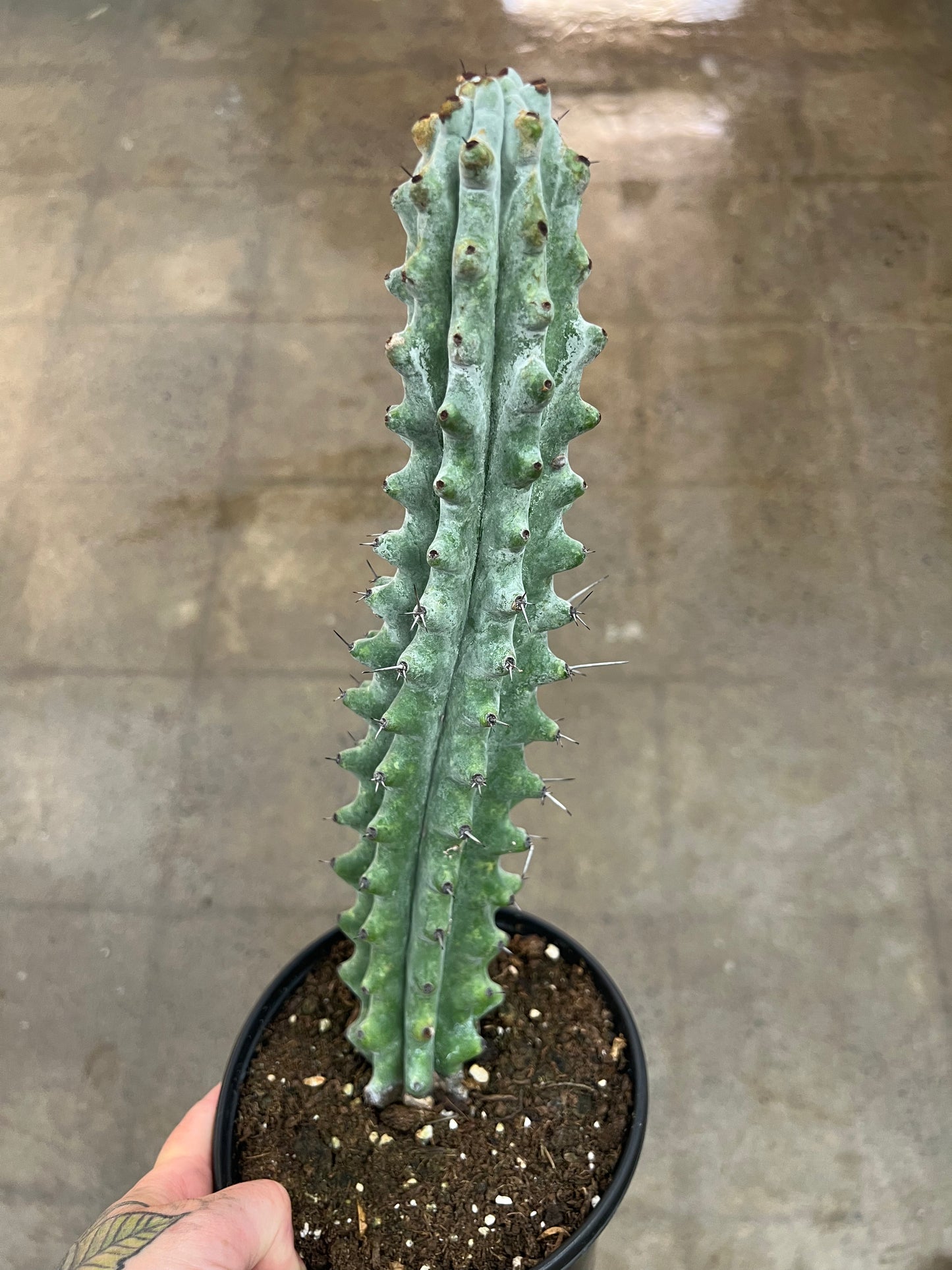 Cactus White Boobie