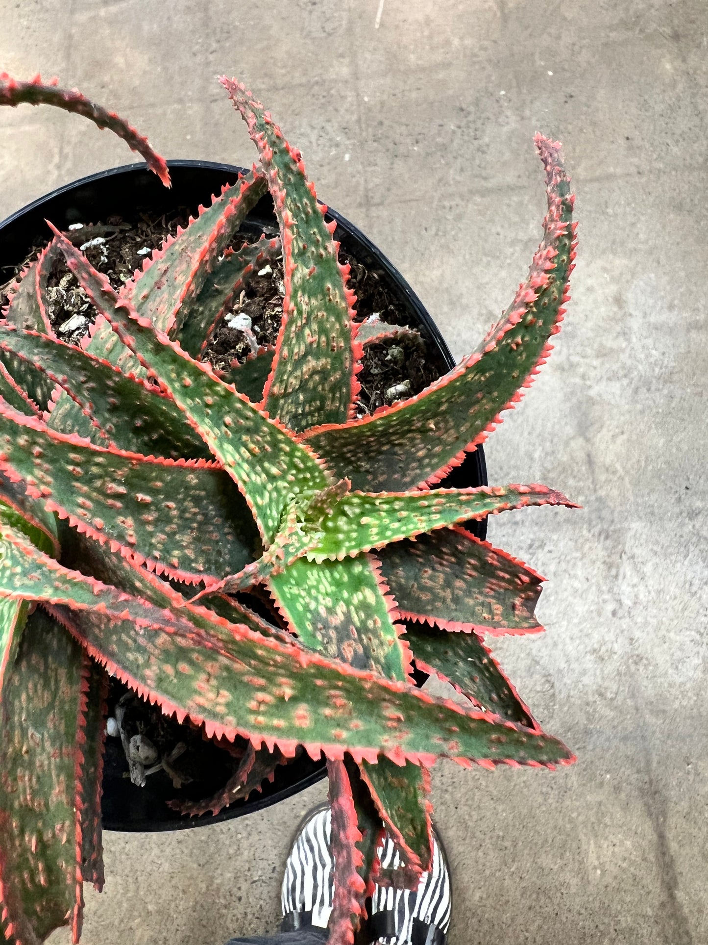 Aloe Red Edge