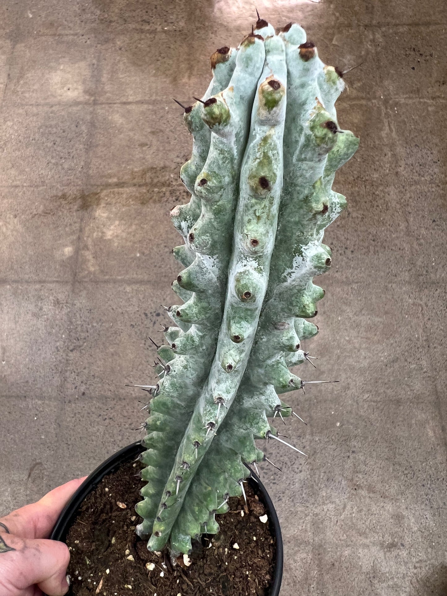 Cactus White Boobie