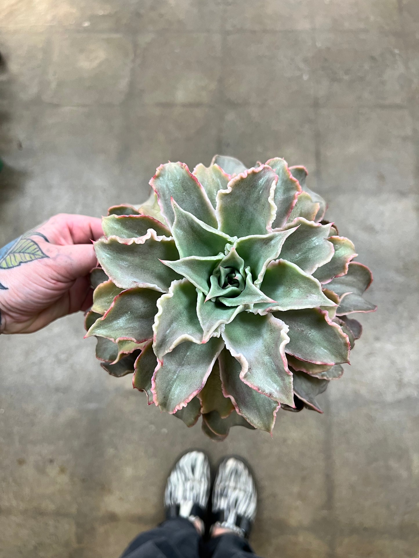 Echeveria Madiba