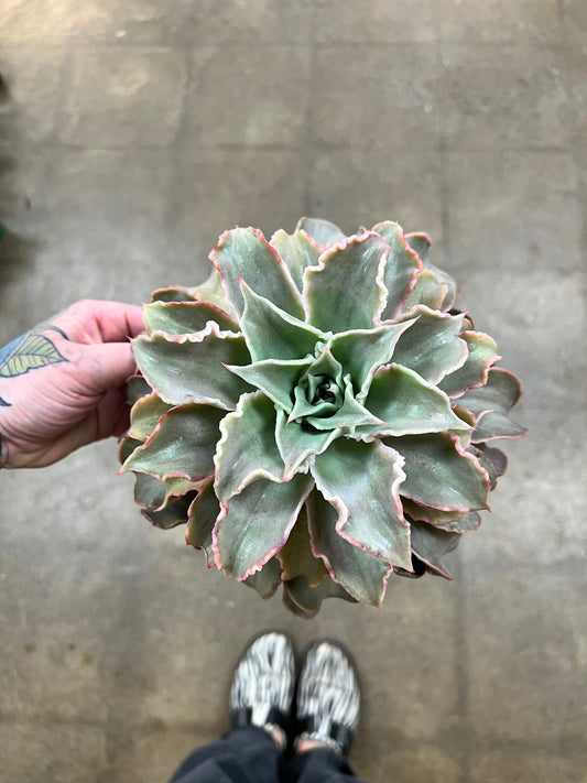 Echeveria Madiba